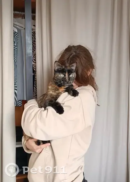 Chat perdue Roussette, écaille de tortue - photo