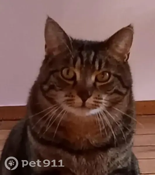 Chat perdu : Tigre noir-marron, Issoire - photo