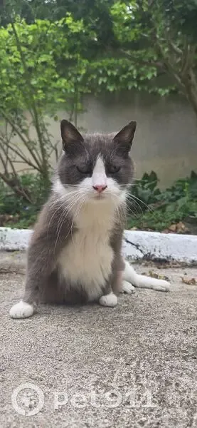 Chat gris-blanc perdu, boitant à Gournay - photo