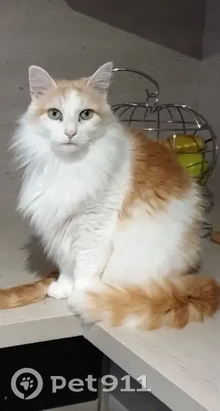 Chat angora roux et blanc perdu Morestel - photo