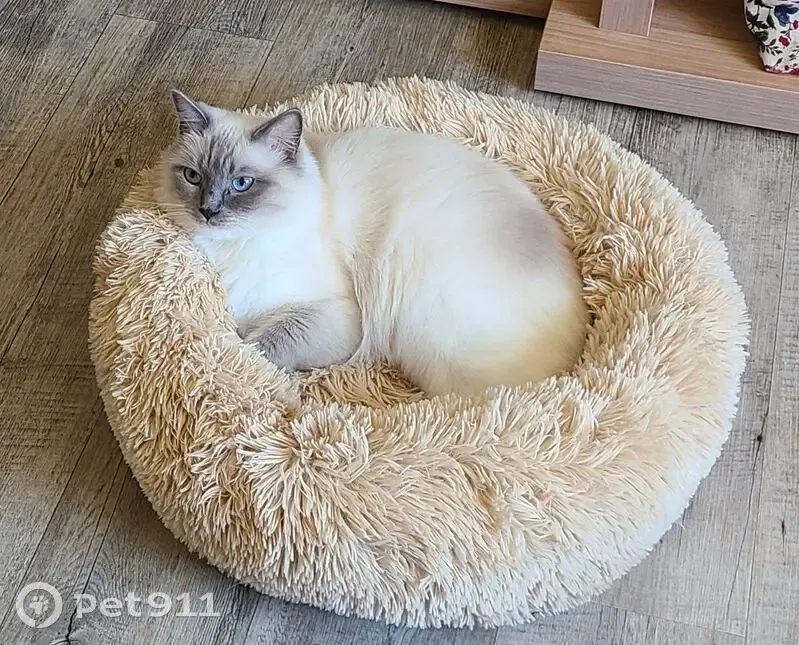 Chatte perdue Vaiana, douce et craintive - photo