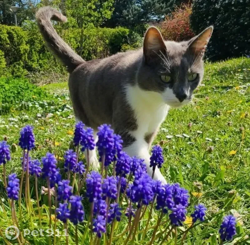 Chat gris et blanc perdu à Meyzieu - photo