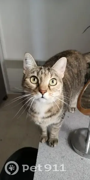 Chat tabby brun perdu à Rennes - photo
