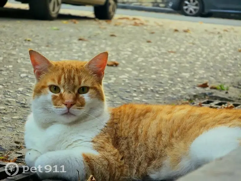Chat perdu à Terrasson-Lavilledieu - photo