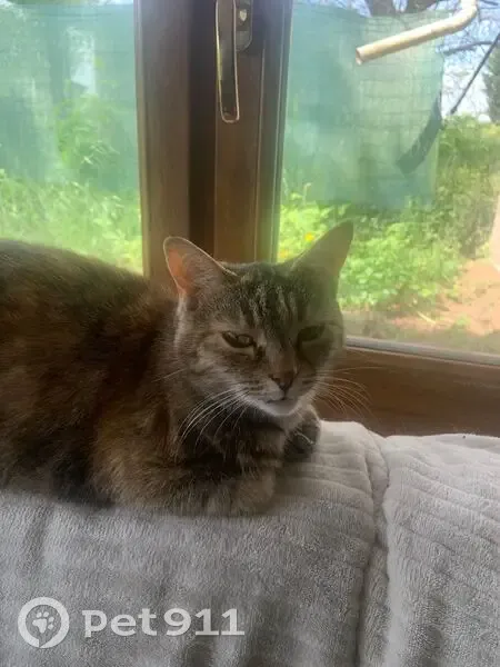 Chatte écaille perdue à Condé-Northen - photo