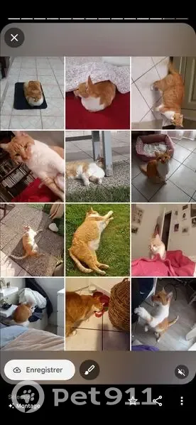 Chat roux et blanc perdu à Viry-Châtillon - photo