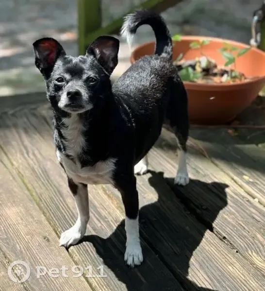 Lost Black & White Chihuahua in Jacksonville - photo