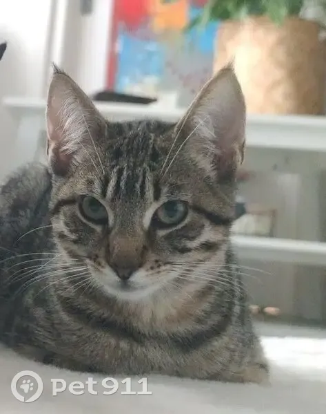 Chatte tigrée perdue à Pontault-Combault - photo