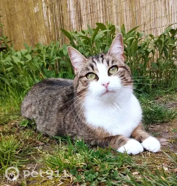 Chat perdue, pattes blanches, Fondettes - photo