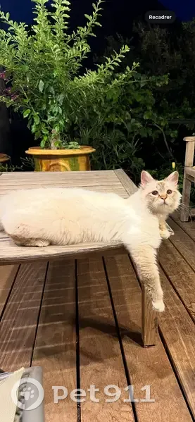 Chat mâle beige perdu à Toulon - photo