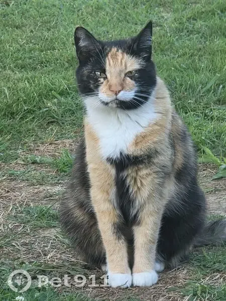 Chatte perdue : Opale, 3 couleurs, Cambes - photo