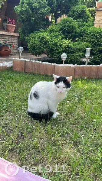 Chat perdu, rue Champollion, Meyzieu - photo