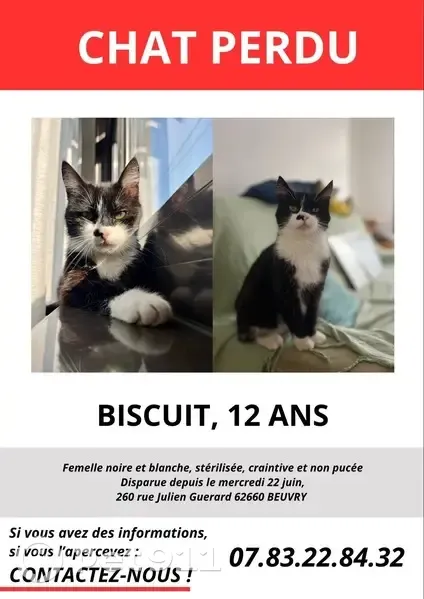 Chatte perdue, noire/blanche, 12 ans, Beuvry - photo