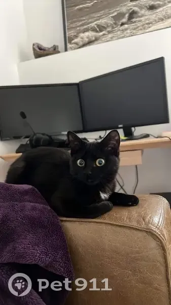 Chatte perdue noire et blanche à Montpellier - photo