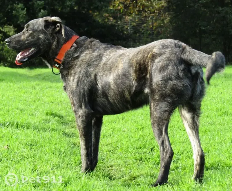Chien perdu : Mozart, grand bringé, sans collier - photo