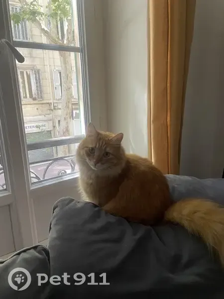 Chat roux perdu à Marseille, secteur Chartreux - photo