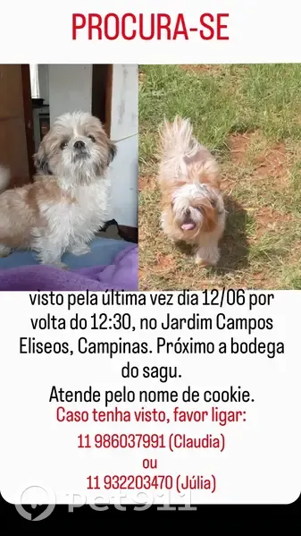 Cachorro perdido Macho (brl001109) - photo