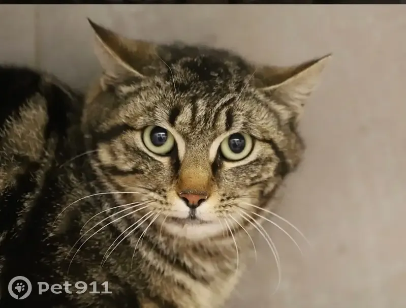 Chatte tigrée perdue à Dijon - photo