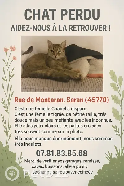 Chat perdu, Rue de Montaran, Saran - photo
