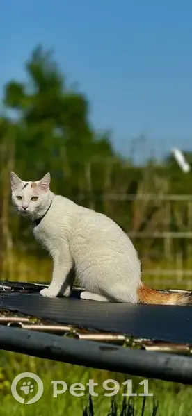 Chatte perdue, blanche avec taches, Sommepy - photo