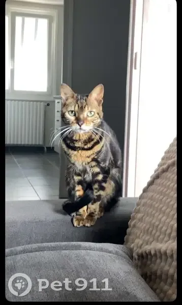 Chat Bengal Marble perdu, Annonay - photo