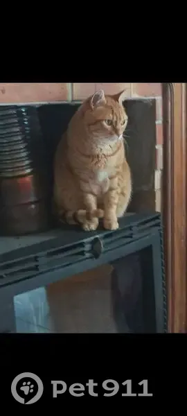 Chat roux tigré perdu à Flers - photo