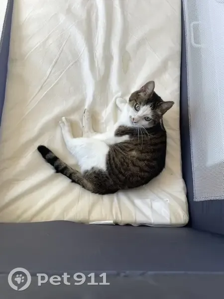 Chatte tigrée marron et blanche perdue - photo