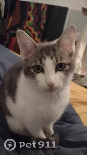 Chatte perdue, 1 an, Impasse Richard - photo