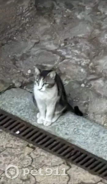 Chat tigré et blanc craintif à Angers - photo