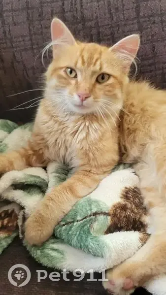 Friendly Orange Cat Found on West Dell - photo