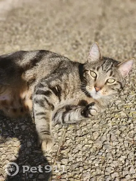 Chat Européen perdu à Millau - photo
