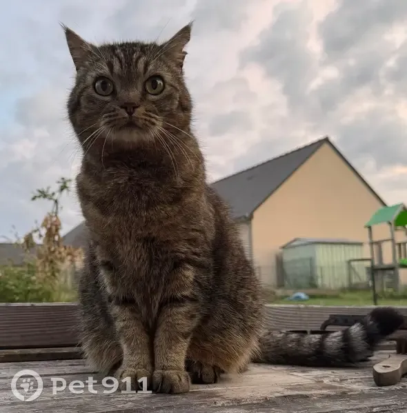 Chat tigré perdu à Fromentières - photo