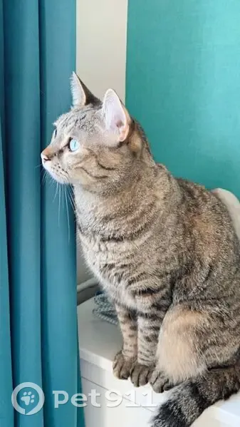 Chatte tigrée perdue à Issoire, aide SVP - photo