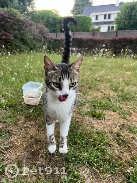Chat perdu trouvé à Bondues - photo
