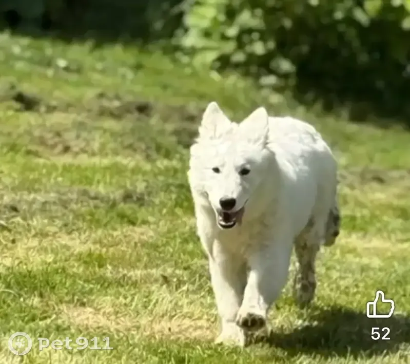 Chien perdu à Pujols, aperçu près du cimetière - photo