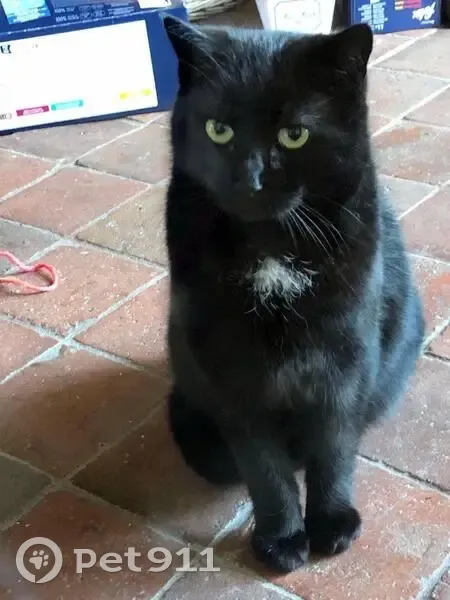 Chat perdu : Pepper, noir avec tâche blanche - photo