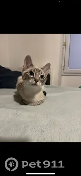 Petite chatte blanche/grise perdue à Montrouge - photo