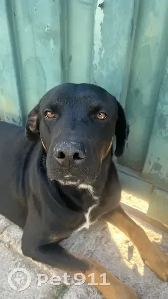 Cachorro encontrado - photo