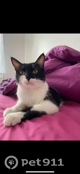 Chat perdu : mâle noir et blanc à Sannerville - photo