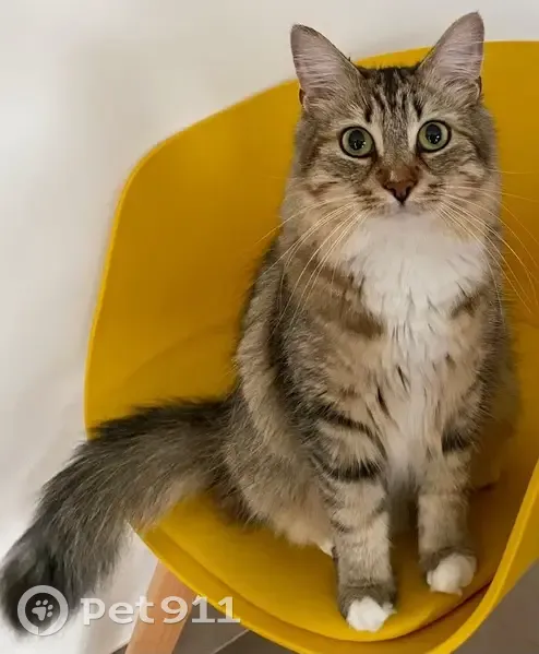 Perdue : Chatte grise et blanche à Carquefou - photo
