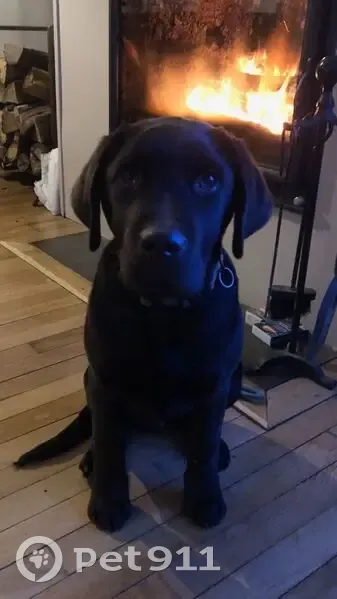 Chien Labrador marron perdu à Nevers - photo