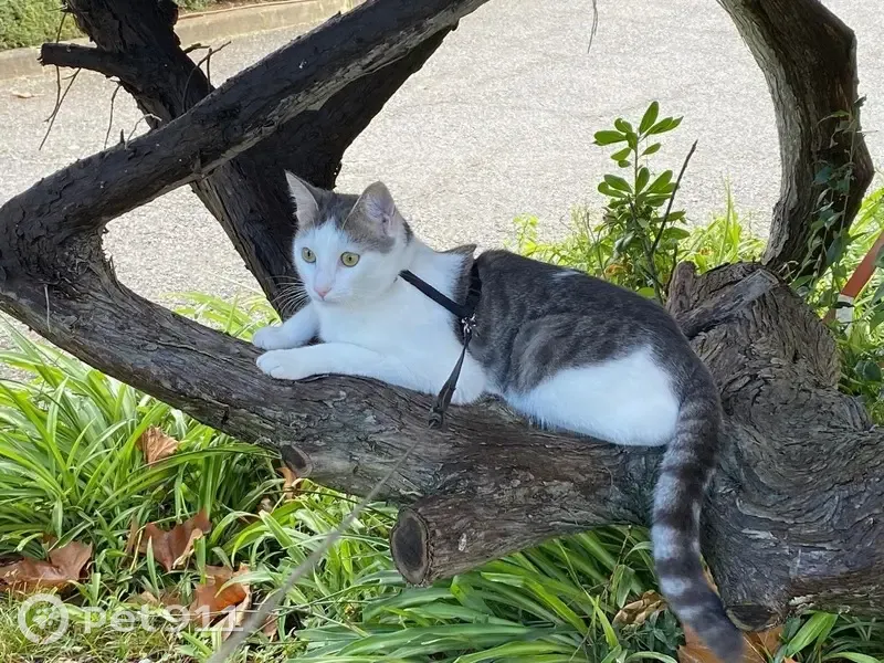 Chat perdue à Mougins, Rue du Grand Mur - photo