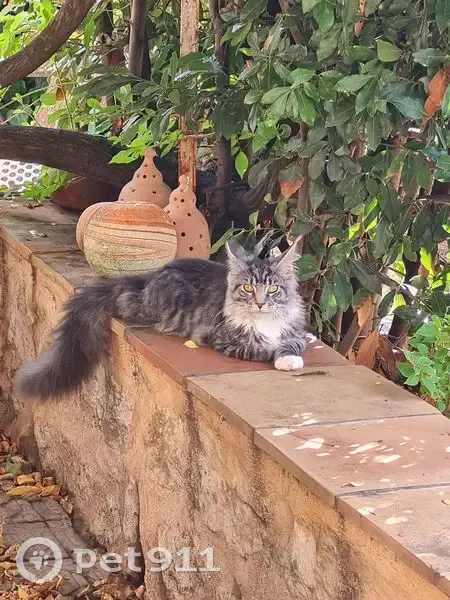 Chat perdu, mâle castré, La Garde - photo