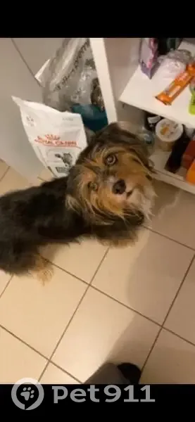 Chien perdu, 11 ans, noir et caramel - photo
