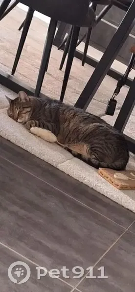 Chat Perdu à Spicheren : Aidez-nous ! - photo