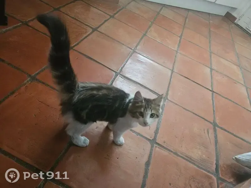 Chaton trouvé à Houilles, cherche propriétaire - photo