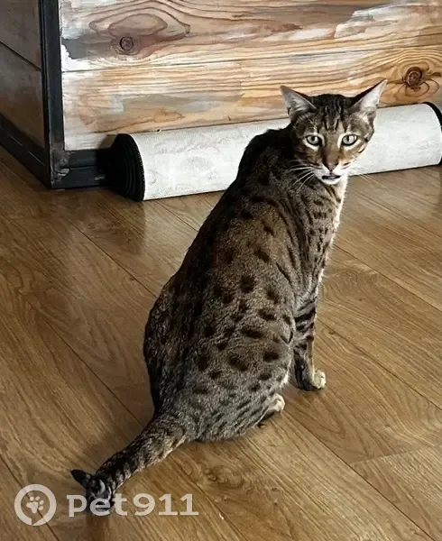 Chat gris perdu à Béziers, mince et peureux - photo