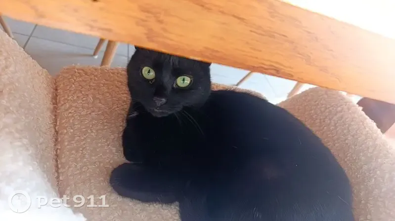 Chatte noire perdue à Nevers - photo