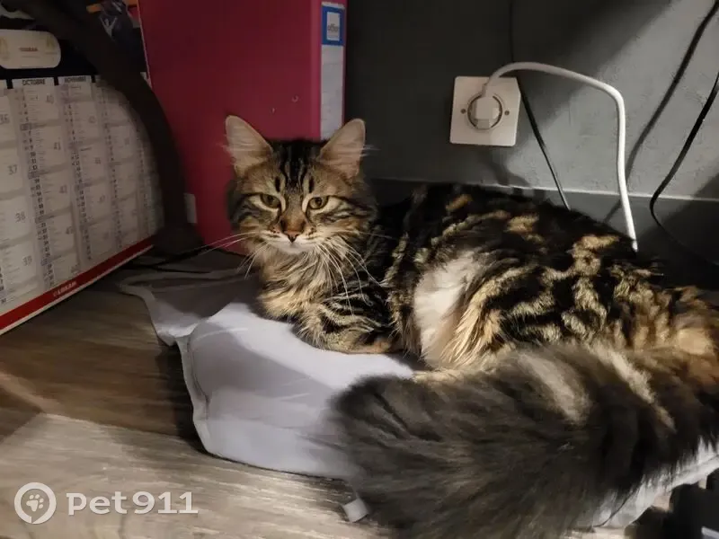 Chat tigré noir marron perdu à Brueil - photo