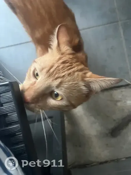 Chat trouvé Rue René Laurent, Lempdes - photo